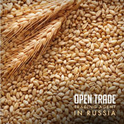 Пшеница оптом / Wheat wholesale Алматы