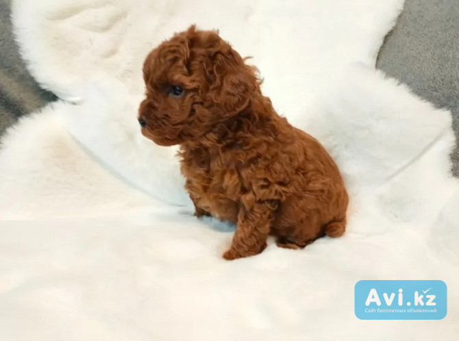 Toy Poodle puppies Алматы - изображение 1