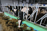 Ищу работника на ферму по разведению молочных коров. Польша Алматы