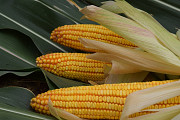 Товарная кукуруза доставка из г.Алматы