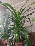 Цветок Пандамус.большое растение для офиса и сада Алматы