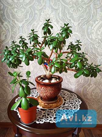Молодое денежное дерево(толстянка) Алматы - изображение 1