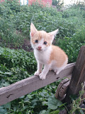 Солнечный котенок в добрые руки Усть-Каменогорск