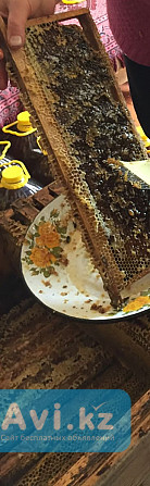 Продам мёд Алтай - изображение 1