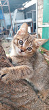 Дарим котенка, возраст 2 месяца, девочка Алматы