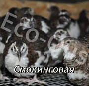 Перепелиные инкубационные яйца Астана