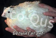 Перепелиные инкубационные яйца Астана