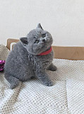 Продаются британские короткошерстные котята Алматы
