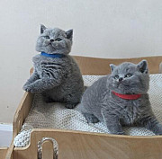 Продаются британские короткошерстные котята Алматы