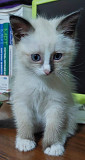 Дарим котенка, порода британские колор-пойнт, девочка, возраст 3 месяца Алматы