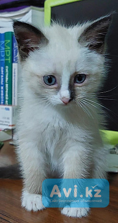 Дарим котенка, порода британские колор-пойнт, девочка, возраст 3 месяца Алматы - изображение 1