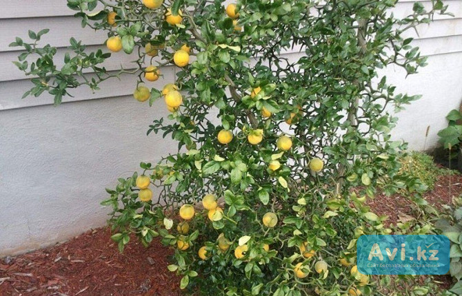 Продам саженцы северного лимона понцируса Алматы - изображение 1