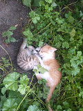 Чудесные котяточки из частного дома Усть-Каменогорск