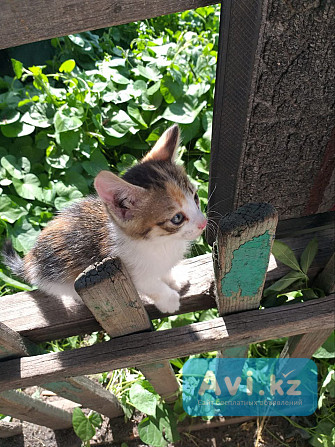 Чудесные котяточки из частного дома Усть-Каменогорск - изображение 1