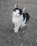 Отдам котят Усть-Каменогорск