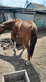 Продажа лошадей Петропавловск