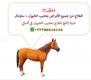 ألعلاج بحليب الخيول (ساومال) في ألماتي Алматы