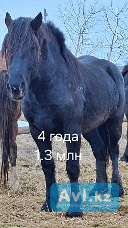 Жеребцы, советские тяжеловозы Петропавловск - изображение 1