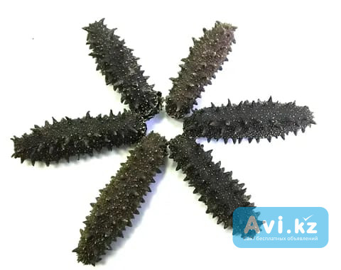 Морепродукты высокого качества Sea Cucumber Атырау - изображение 1