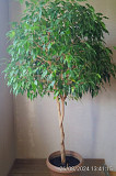 Фикус бенджамина (ficus benjamina) Алматы