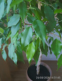 Фикус бенджамина (ficus benjamina) Алматы