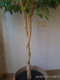 Фикус бенджамина (ficus benjamina) Алматы