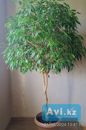 Фикус бенджамина (ficus benjamina) Алматы - изображение 1