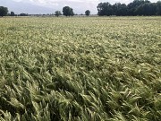 Продаю Ячмень Сорт "атлин" (канадский) В Меркенском районе Мерке