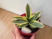 Сансевьерия Голден ханни в коллекцию Алматы