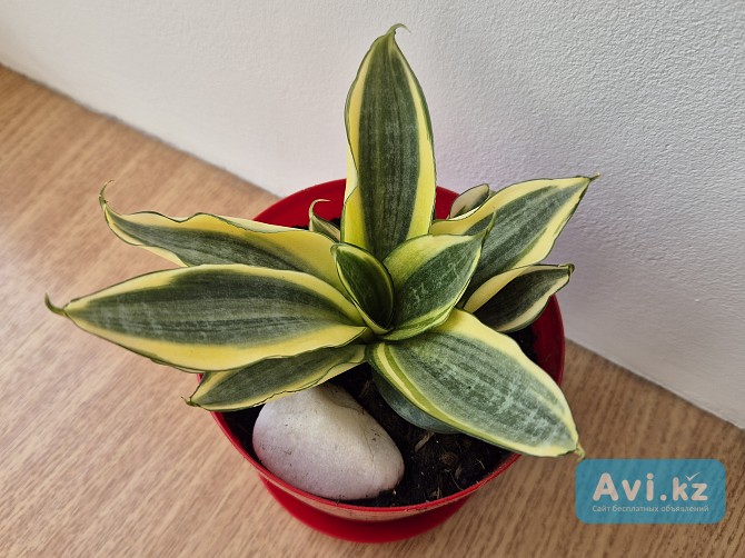 Сансевьерия Голден ханни в коллекцию Алматы - изображение 1