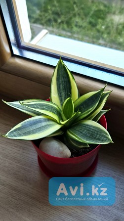 Сансевьерия Голден ханни в коллекцию Алматы - изображение 1