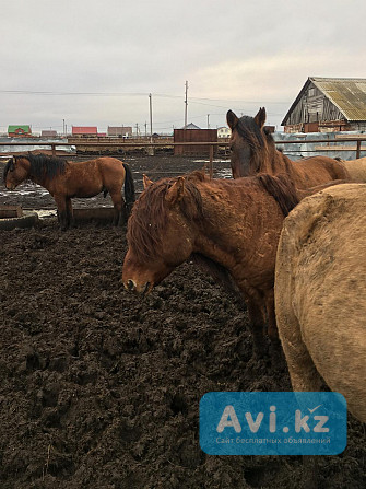 Продаются лошади Башкирской породы Другой город России - изображение 1