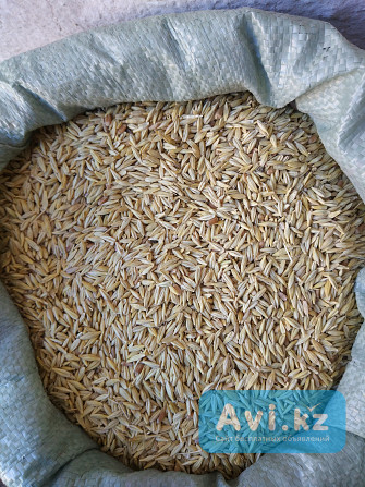 Продаю Ячмень + Пшеница. (атлин-алмалы) В Меркенском районе Мерке - изображение 1