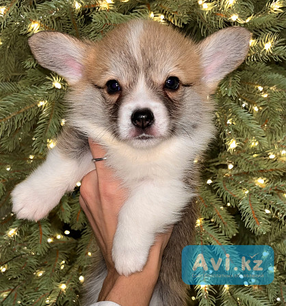 Щенки корги пемброк Караганда - изображение 1