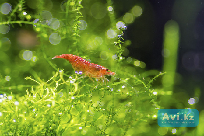 Продаются аквариумные креветки Алматы - изображение 1