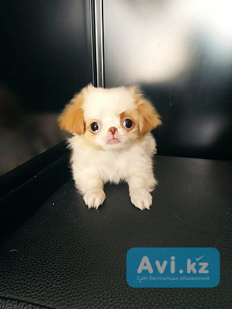 Щенки от чемпионки. Суки Алматы - изображение 1