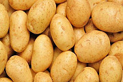 Семенной картофель из Беларуси. Картофель Бриз Астана