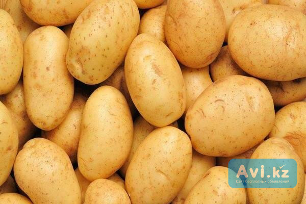 Семенной картофель из Беларуси. Картофель Бриз Астана - изображение 1