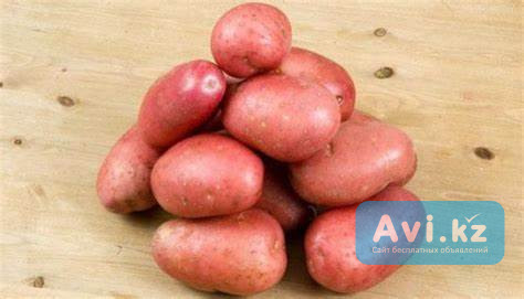 Семенной картофель из Беларуси. Картофель Журавинка Астана - изображение 1