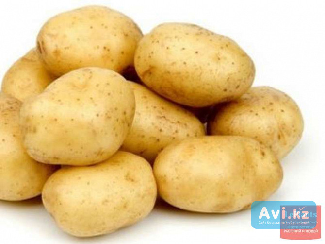 Семенной картофель из Беларуси. Картофель Лилея Астана - изображение 1