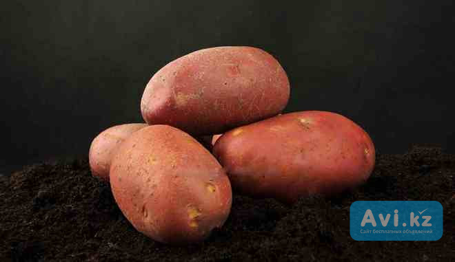 Семенной картофель из Беларуси. Картофель Манифест Астана - изображение 1