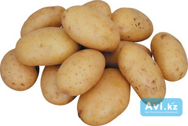 Семенной картофель из Беларуси. Картофель Скарб Астана - изображение 1