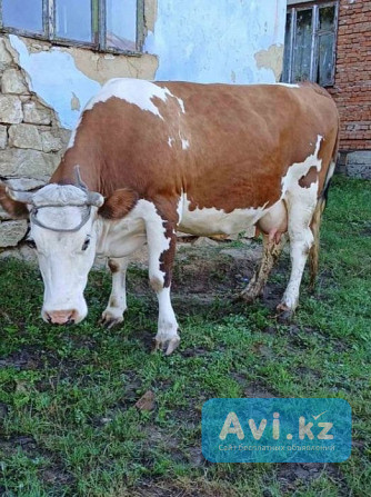 Продам корову Астана - изображение 1