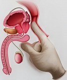 Станьте специалистом по урологическому массажу Алматы