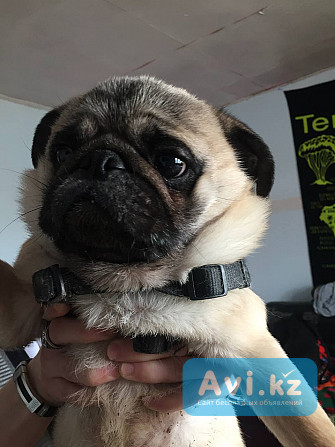 Мопс 3 года с документами Астана - изображение 1