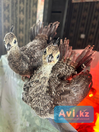 Павлины Риддер - изображение 1