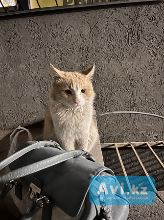 Котик в добрые руки Алматы - изображение 1