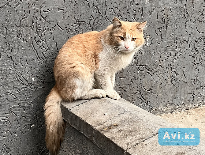 Рыжий кот в самые добрые руки Алматы - изображение 1