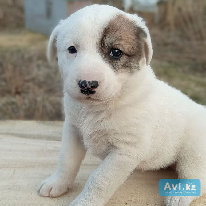 Отдам щенков Усть-Каменогорск - изображение 1