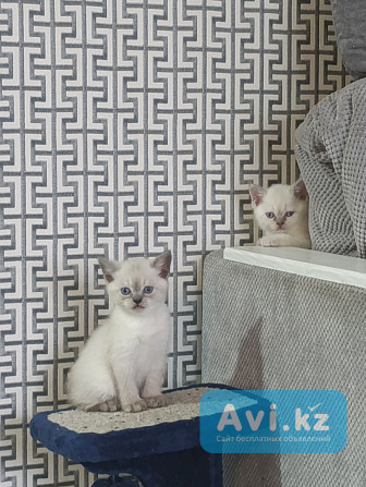 Британские котята Алматы - изображение 1